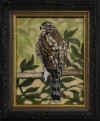 abbott young cooper's hawk.jpg (271866 bytes)