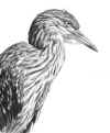 adair day dreaming night heron uf.jpg (82566 bytes)