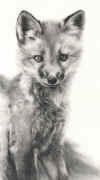 adair fox kit uf.jpg (65490 bytes)