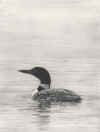 adair great northern diver uf.jpg (73721 bytes)