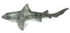 crawford leopard shark.jpeg (88149 bytes)