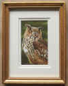 hall eagle owl.jpg (60549 bytes)