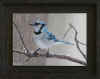 lalingo blue jay winter day f sm.jpg (237278 bytes)
