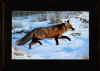 lalingo winter fox fr sm.jpg (224496 bytes)