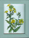 mcneil evening primrose.jpg (318308 bytes)