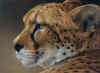rossin cheetah to admire.jpg (690176 bytes)