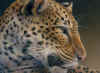 rossin leopard to linger on.jpg (255374 bytes)
