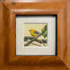 siegrist r prothontary warbler fr.jpeg (113432 bytes)